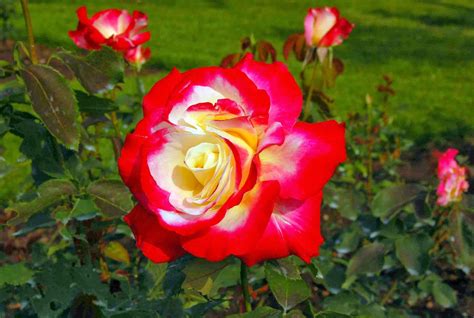 tudor rose plant|tudor roses for garden.